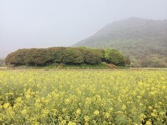 -八卦田遗址公园