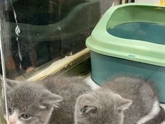 -糯米喵星人总部直营旗舰店·猫舍·幼猫出售