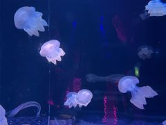 -欢乐海岸海洋奇梦馆