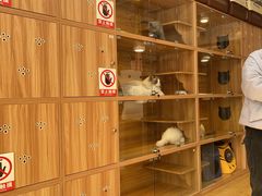 -喵百万·布偶·蓝金金渐层英短·猫舍(百子湾店)