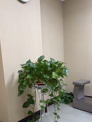 -南京医科大学友谊整形外科医院