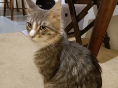 -猫友咖啡店(玉林西路店)