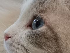-飞行喵MR PILOT|猫舍·猫咖(静安大融城店)