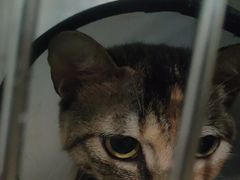 -佳雯宠物医院·皮肤科·内外科(春晓路分院)