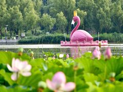 -莲花池公园