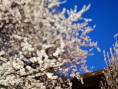 -桃花堤公园