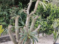 -深圳仙湖植物园