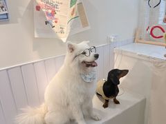 -汪说·狗咖·拼豆·宠物周边DIY(旺城大厦店)
