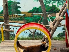 -西霞口神雕山野生动物世界