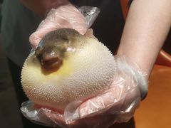 -肆月河豚·淮扬菜·湘菜(华天店)