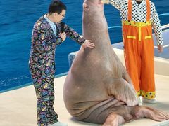 -泉城欧乐堡海洋极地世界