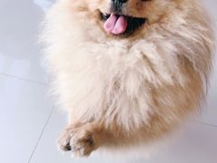 -爱侣宠医·鹦鹉专科·小型哺乳类·异宠专科(灵石路店)