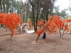景点-玫瑰海岸文化旅游度假区