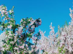 -海棠花溪(元大都城垣遗址公园)