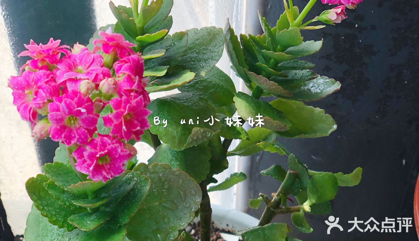 虽然疫情还未结束，但是说好的春天永远不会缺席。