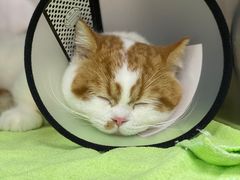 -创凡宠物医院·骨专科  猫科中心(西乡分院)