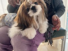 -帕帕拉兹宠物(亚洲旗舰店)