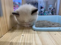 -屋虎猫馆(宝安大仟里店)