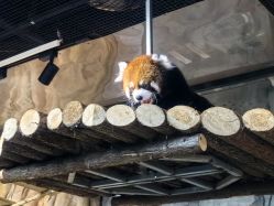 -Zoolung Zoolung动物主题公园(海信广场店)