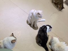 -藏猫猫咖啡主题馆(中央大道店)