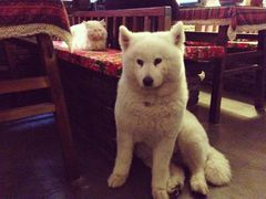 大堂-西塘明榉坊客栈