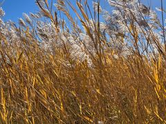 -野鸭湖国家湿地公园