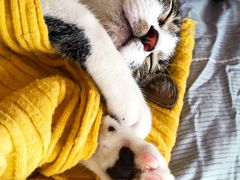 -汪喵宠物医院·骨科心脏影像·犬猫急重症ICU诊疗中心(成华分院)