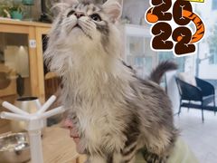 -十年猫舍·猫咪专门店(普陀店)