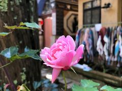 -寂照庵