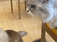 -Let's go狗咖·猫咖·奶狗·桌游(春熙路IFS店)