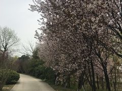 -合肥三国新城遗址公园