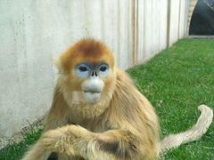 -西安秦岭野生动物园