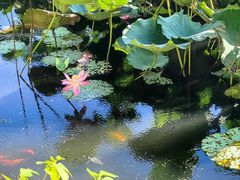 -普陀山风景区-佛顶山