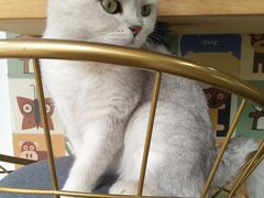 -喵屿·大理花园猫咖