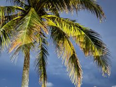 -三亚海棠湾万丽度假酒店