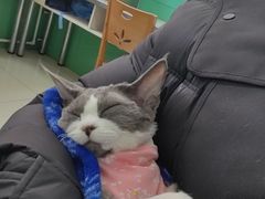 -利又安动物医院··老年病·猫科犬科·中兽医