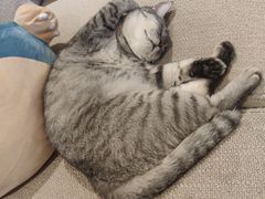 -美联众合宠物医院·爱萌分院·内外科·猫科中心