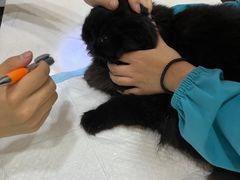 -pd派德宠物中心医院24H急重症·眼科中心·血液透析中心(嵩山北路店)