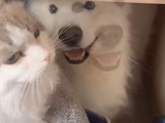 -纳吉亚猫专科动物医院博雅分院