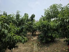 -老袁家蜜桃农场·阳山水蜜桃
