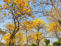 -王借岗森林公园