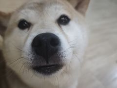 -李小姐の猫咖啡馆(五角场店)