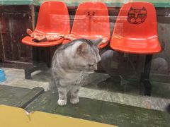 -猫咪博物馆(顶澳仔猫街店)