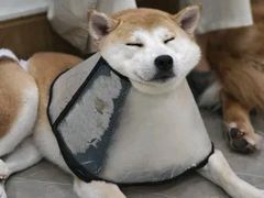 -和它·交个朋友·狗咖猫咖(爱琴海店)