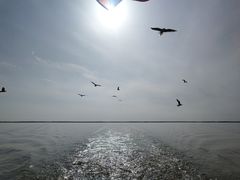 -哈素海