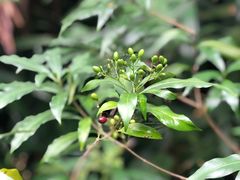 -中国科学院华南植物园