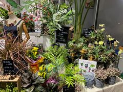 -弗劳尔花艺坊(龙涛店)