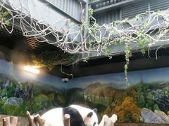 景点-成都大熊猫繁育研究基地