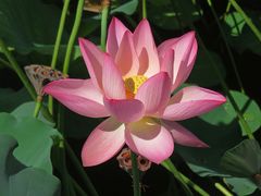 -荔湾湖公园