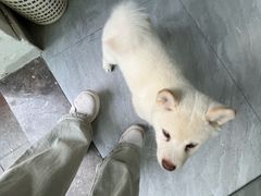 -妞妞烩面非物质文化遗产(西工店)